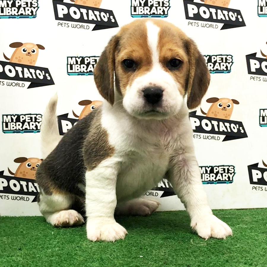Beagle Puppy (Male) For Sale