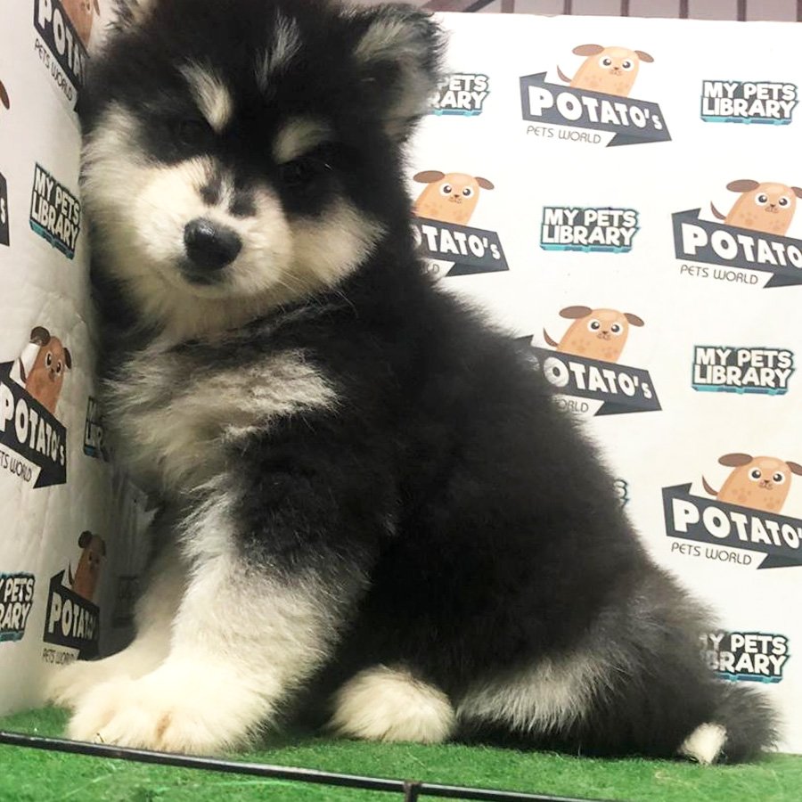 Wooly Husky Puppy For Sale