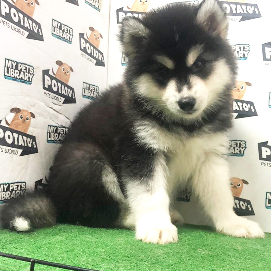 Wooly Husky Puppy For Sale