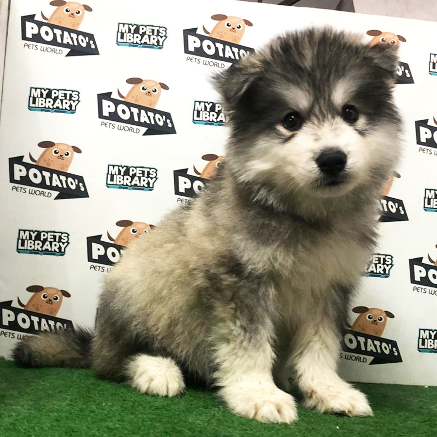 Wooly Husky Puppy For Sale
