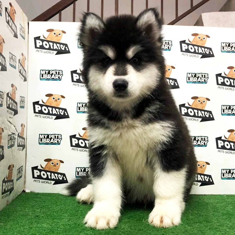 Wooly Husky Puppy For Sale