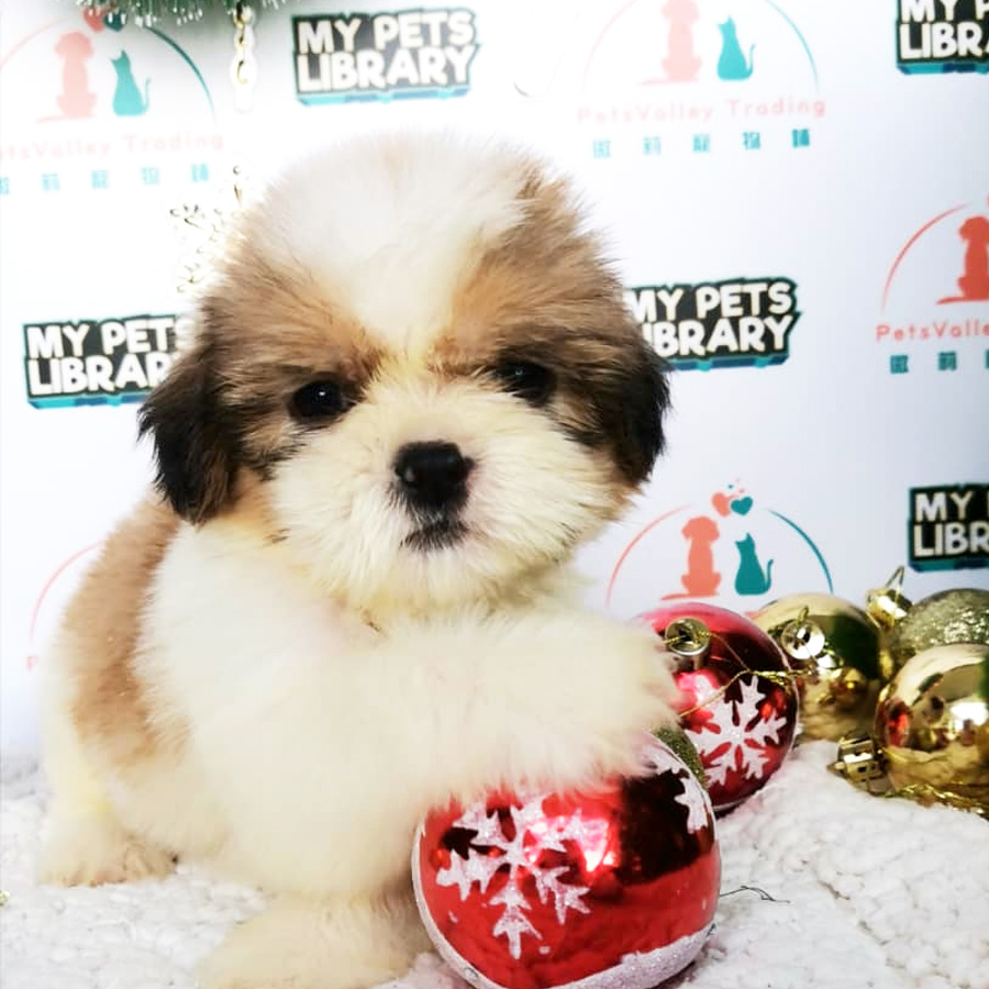 Shih Tzu Puppy (Male) For Sale
