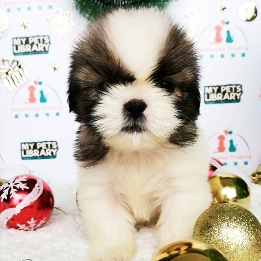 Shih Tzu Puppy (Male) For Sale