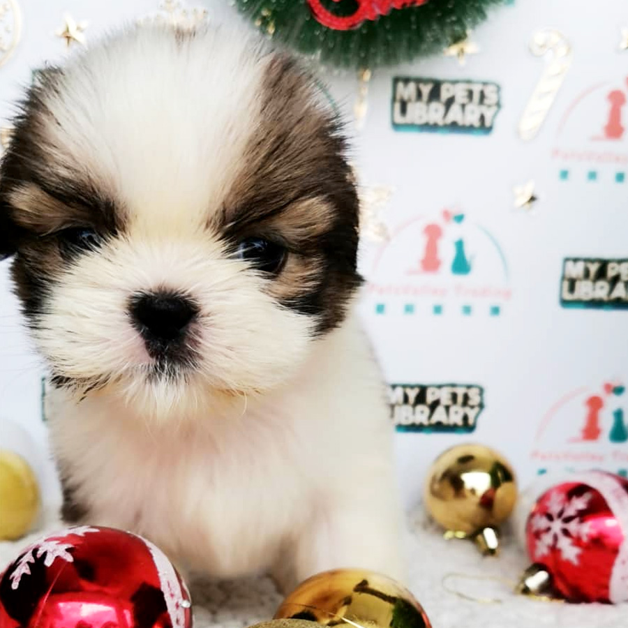 Shih Tzu Puppy (Female) For Sale