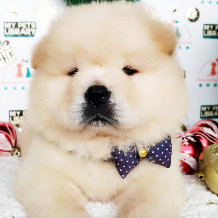 Chow Chow Puppy For Sale