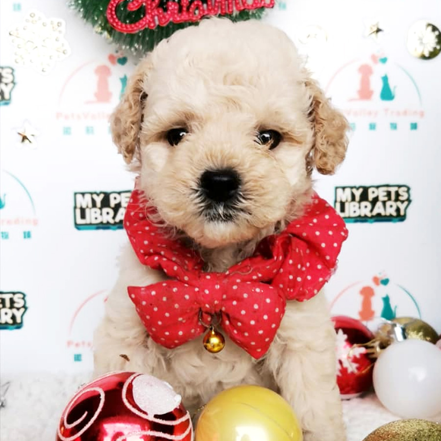 Toy Poodle Puppy (Male) For Sale