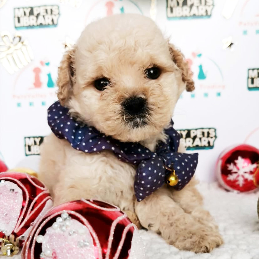 Toy Poodle Puppy (Male) For Sale