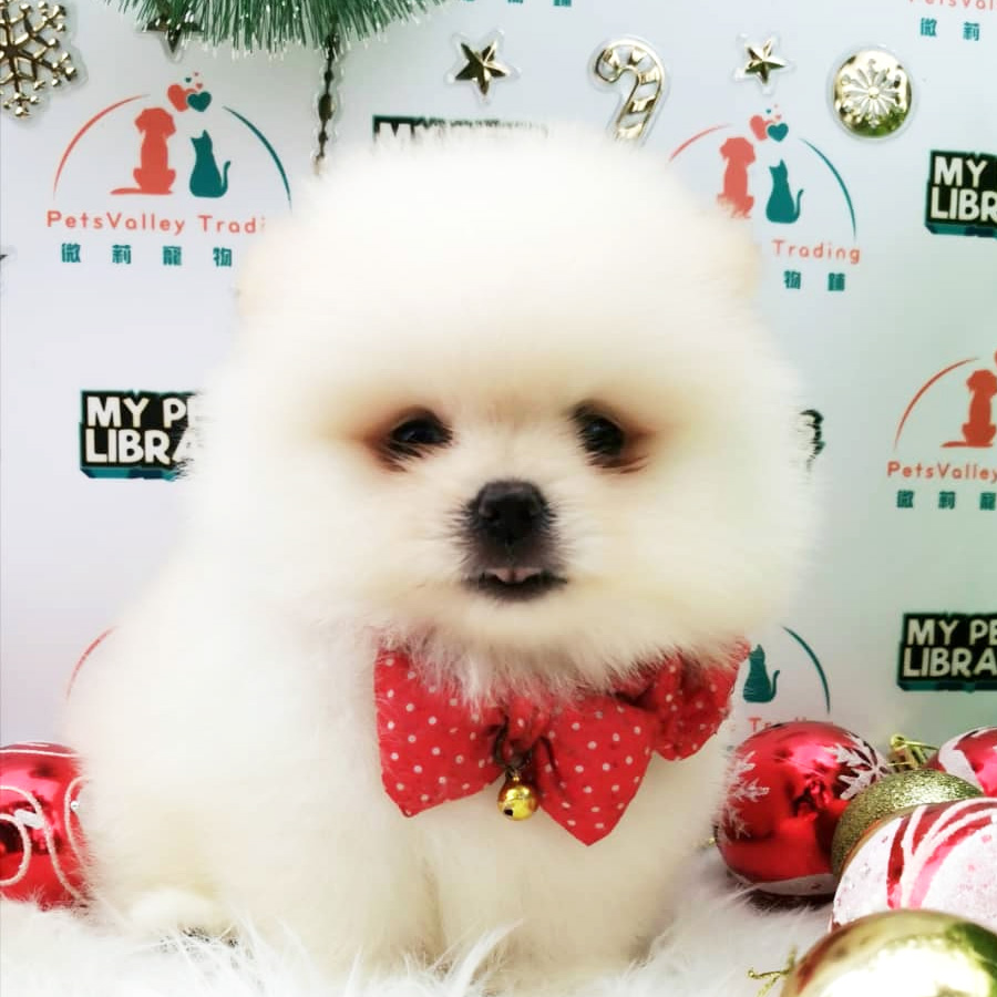 Pomeranian Puppy (Male) For Sale