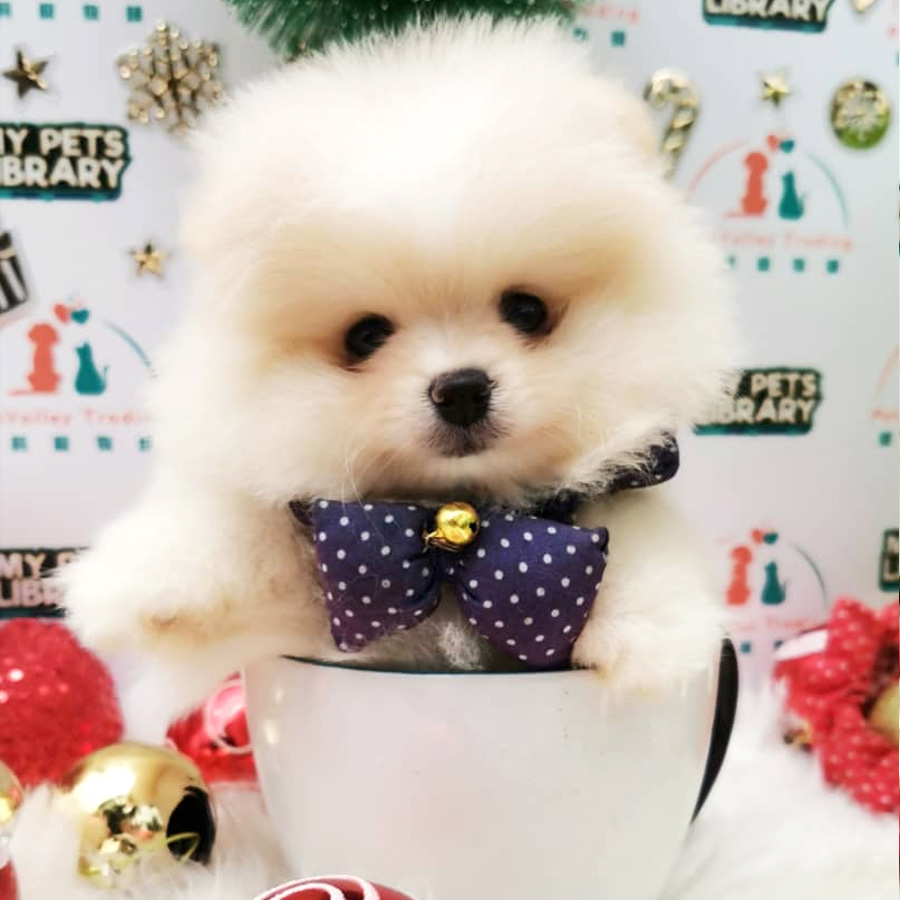 Pomeranian Puppy (Male) For Sale
