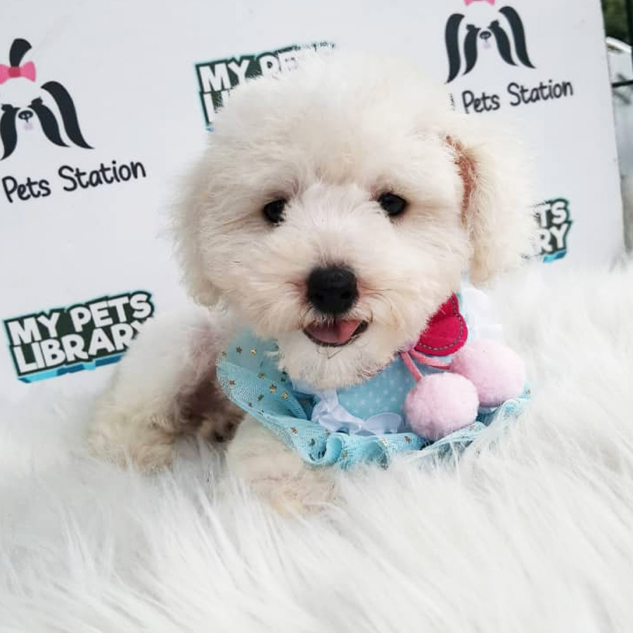Toy Poodle Puppy (Male) For Sale