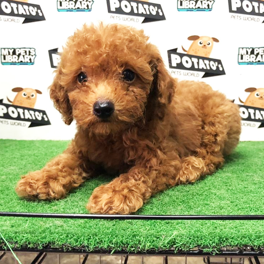 Toy Poodle Puppy (Male) For Sale
