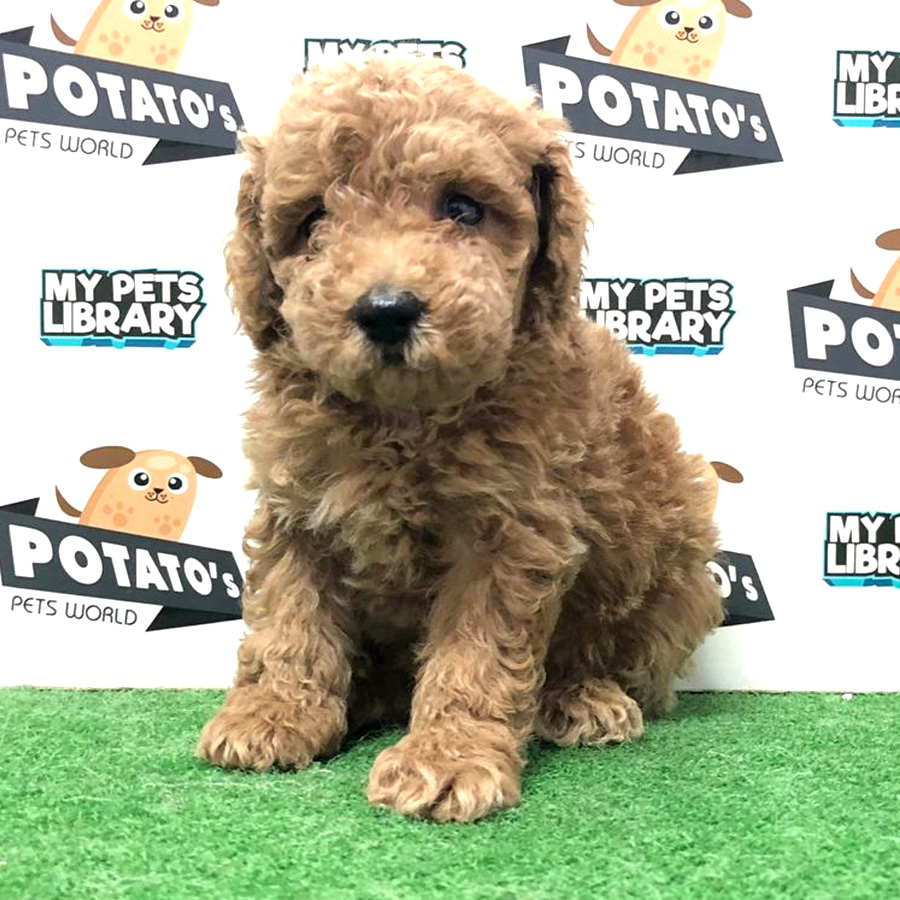 Toy Poodle Puppy (Male) For Sale