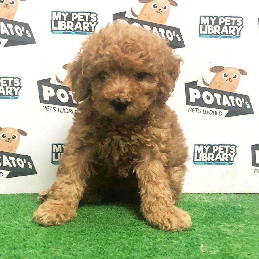 Toy Poodle Puppy (Female) For Sale