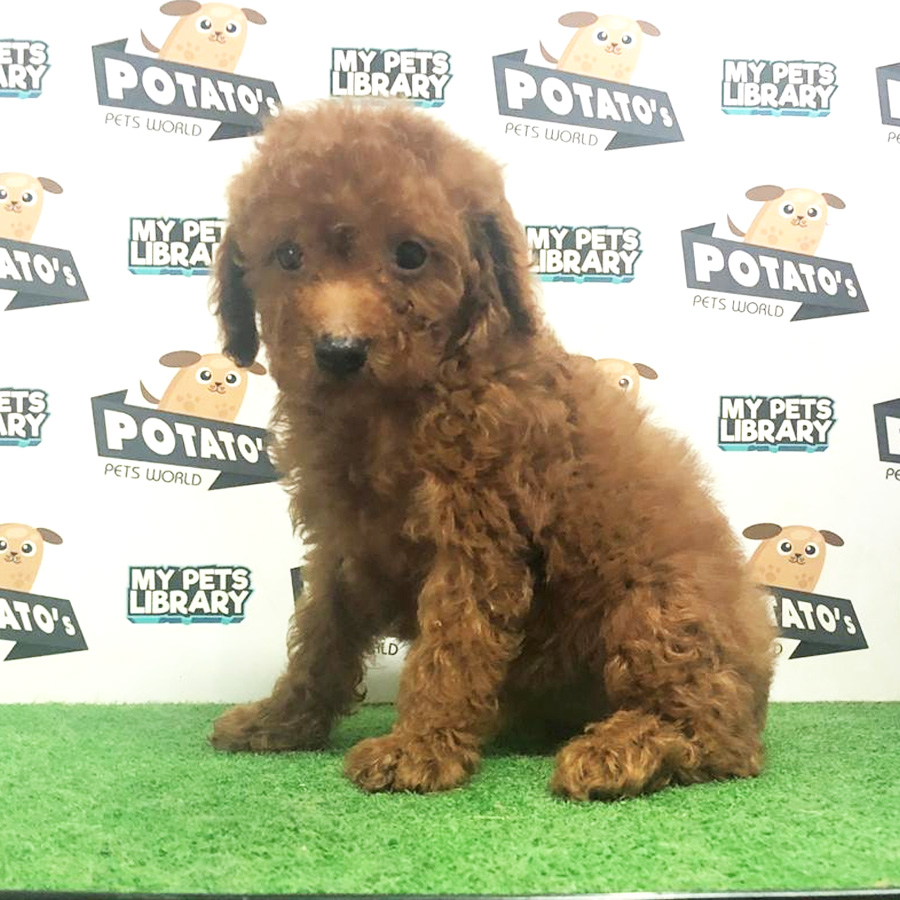 Toy Poodle Puppy (Female) For Sale