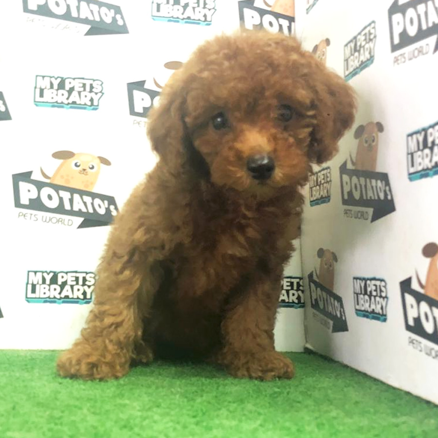 Toy Poodle Puppy (Female) For Sale