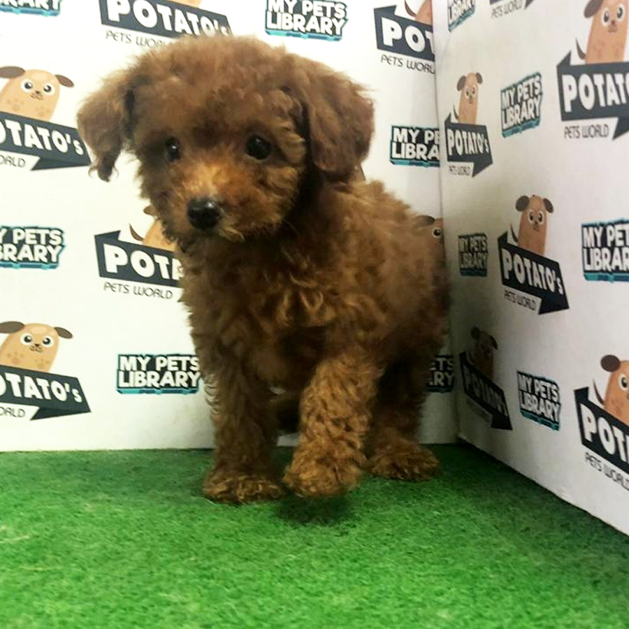 Toy Poodle Puppy (Female) For Sale