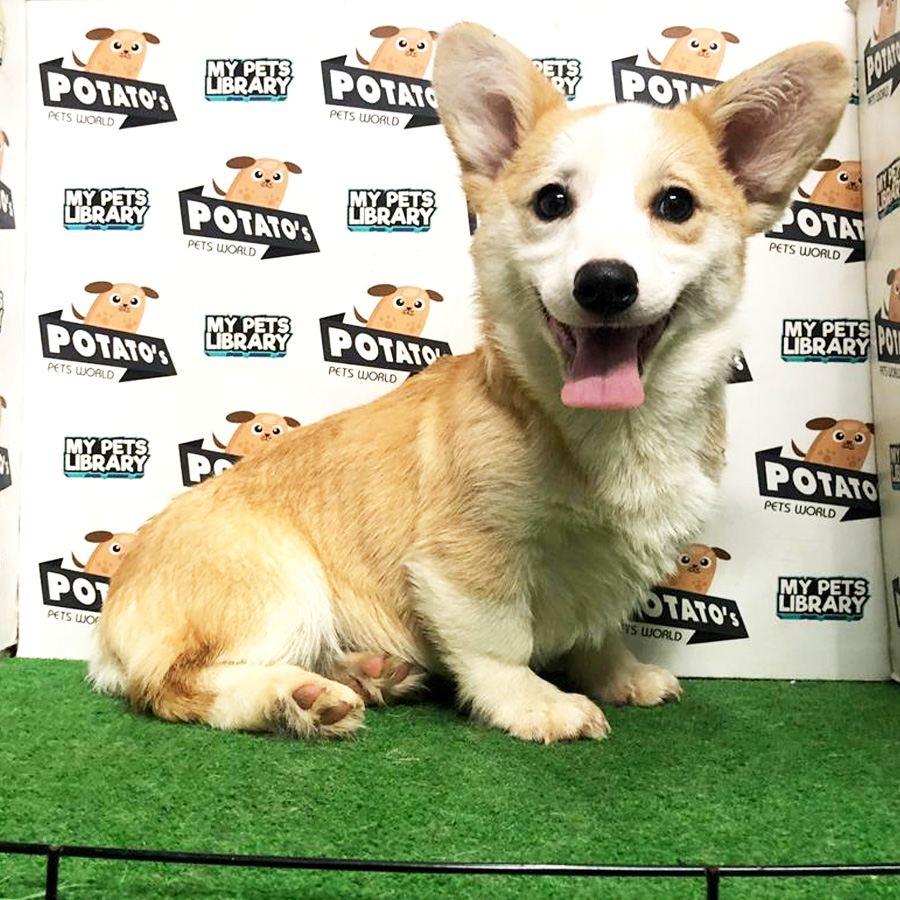Welsh Corgi Puppy (Female) For Sale