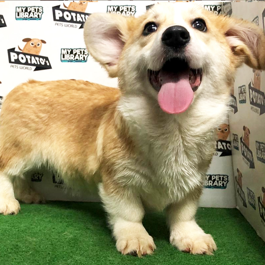 Welsh Corgi Puppy (Male) For Sale