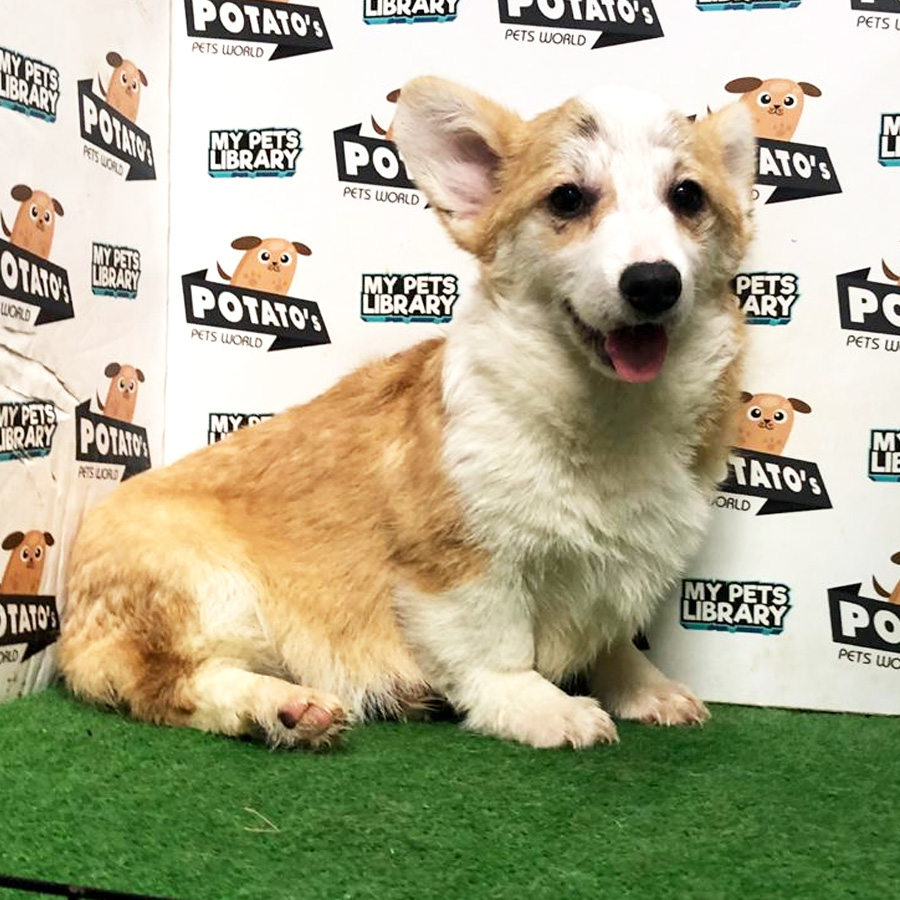 Welsh Corgi Puppy (Female) For Sale