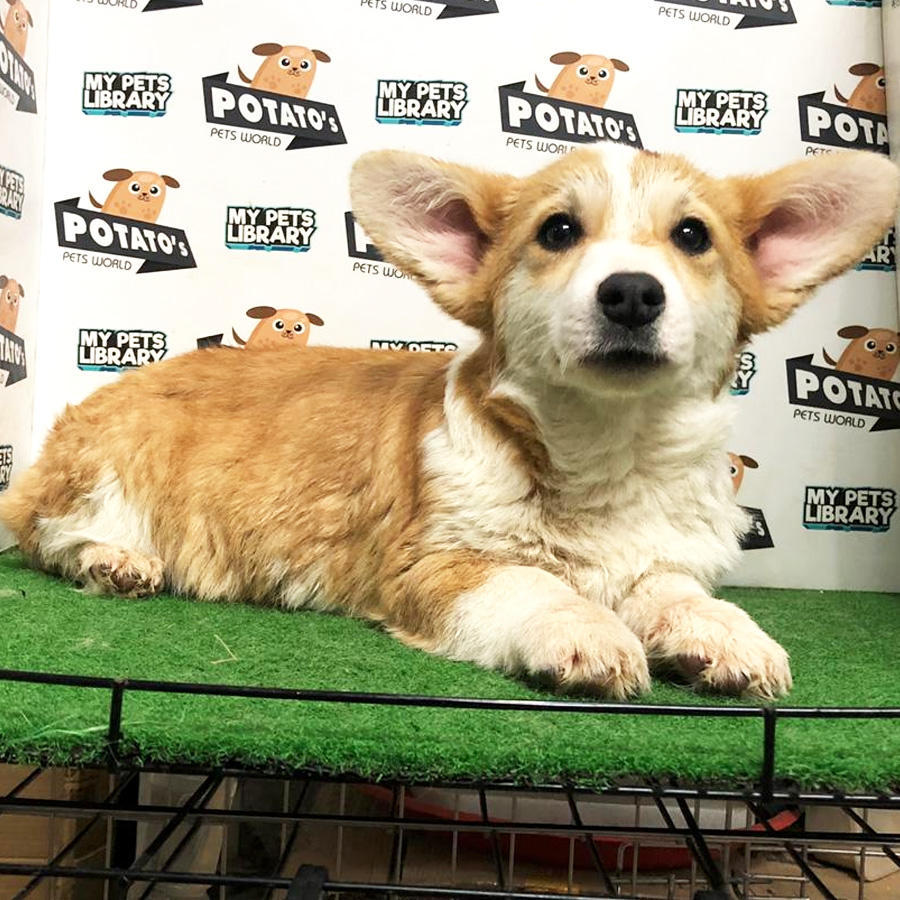 Welsh Corgi Puppy (Male) For Sale