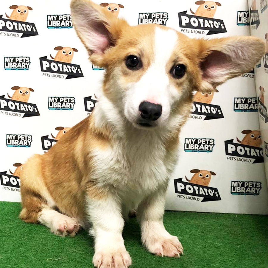 Welsh Corgi Puppy (Male) For Sale