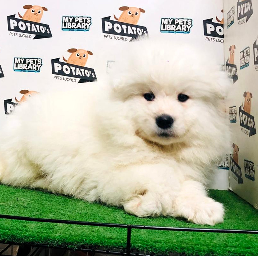 Samoyed Puppy For Sale