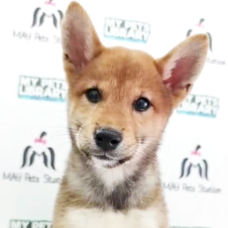 Shiba Inu Puppy For Sale