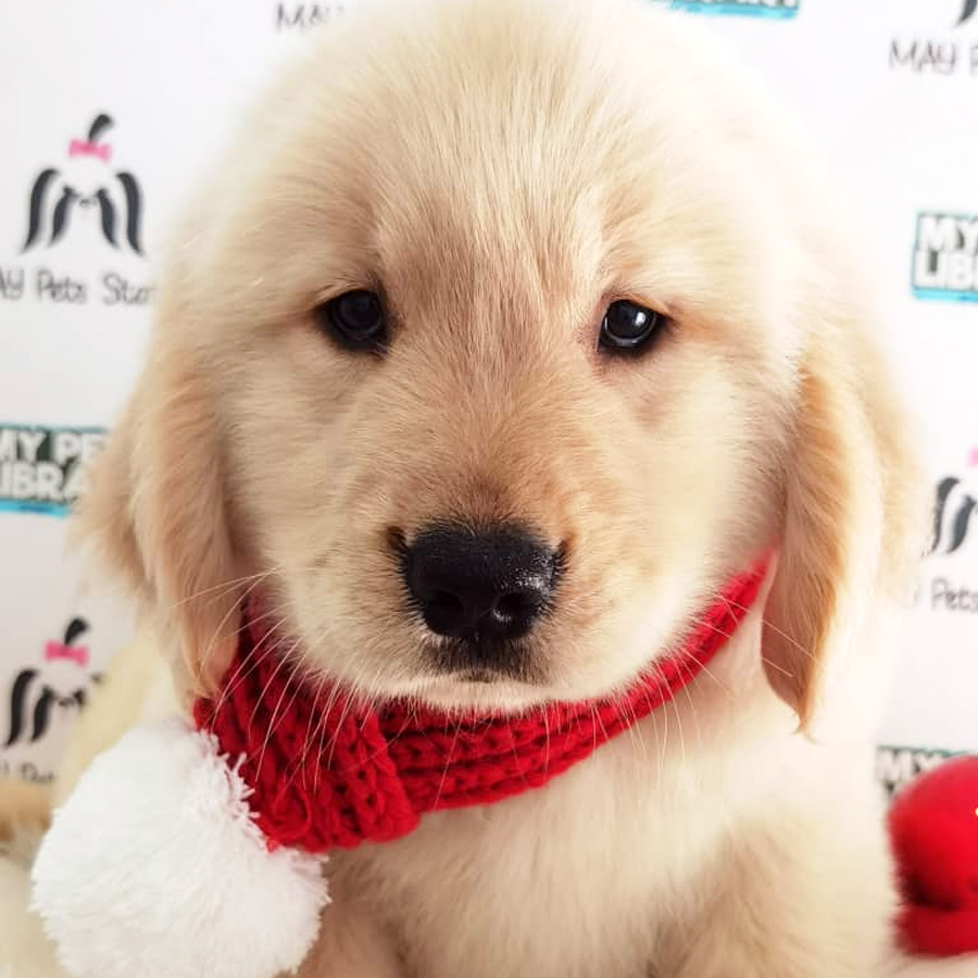 Big Bone Golden Retriever Puppy (Male) For Sale