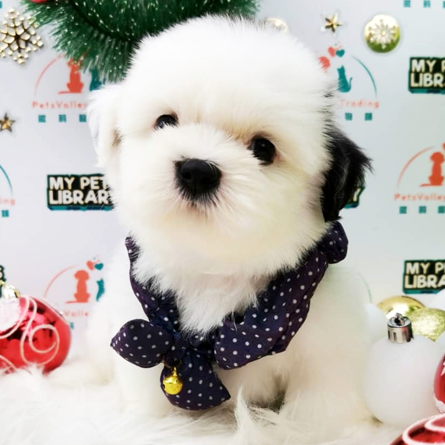 Shih Tzu Puppy (Male) For Sale