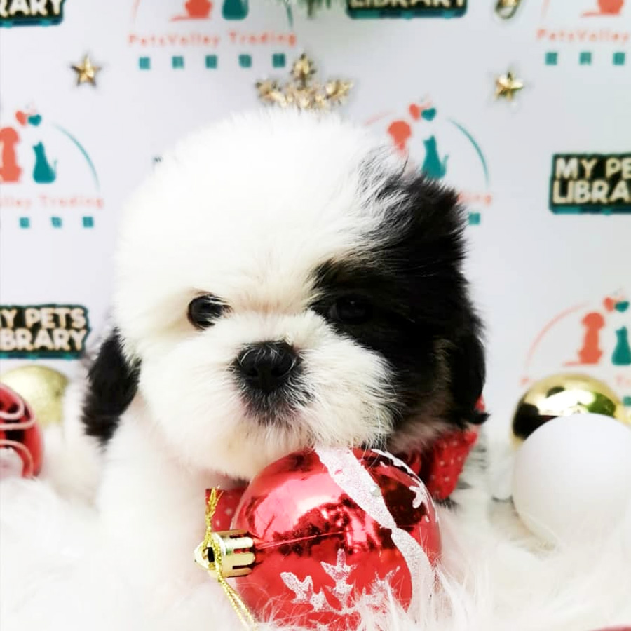 Shih Tzu Puppy (Male) For Sale