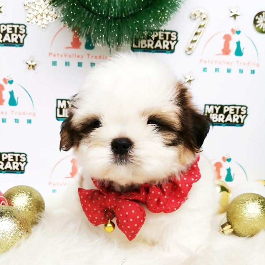 Shih Tzu Puppy (Male) For Sale