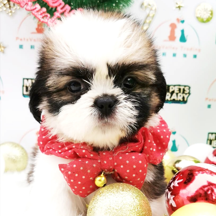 Shih Tzu Puppy (Female) For Sale