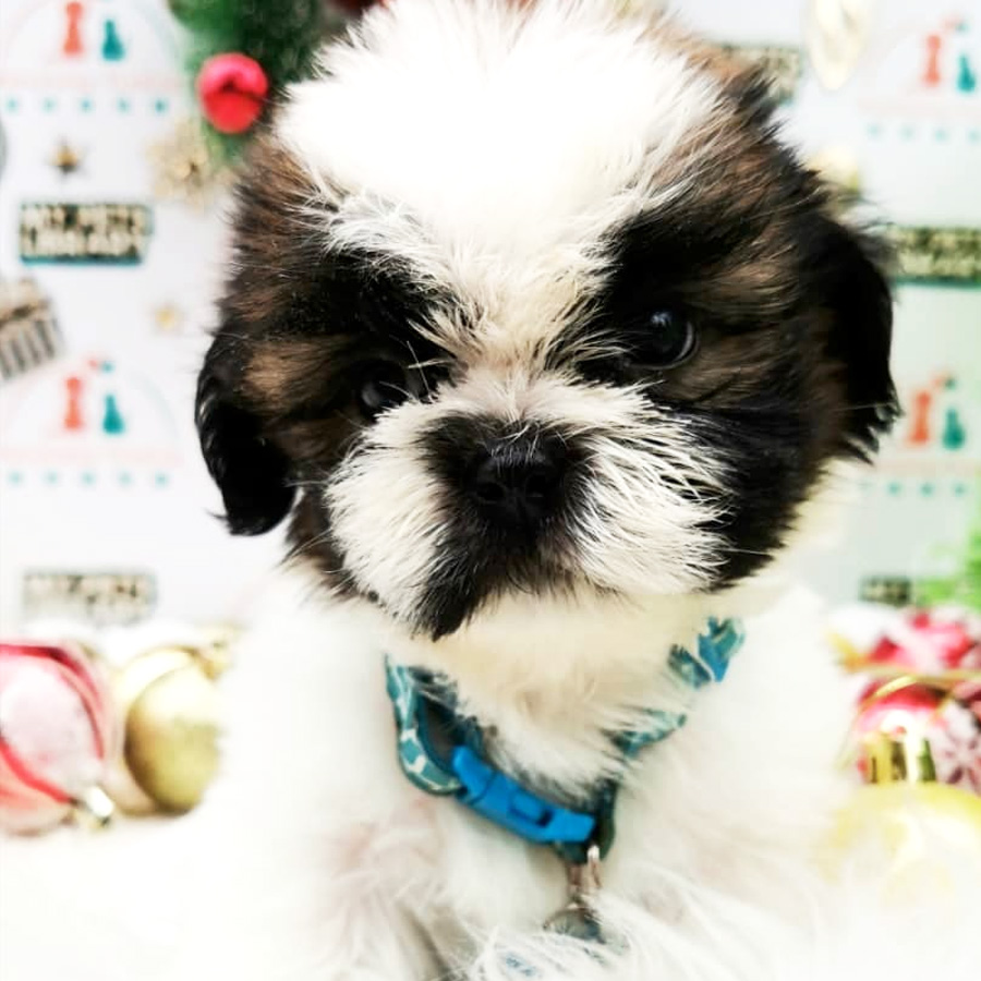 Shih Tzu Puppy (Male) For Sale