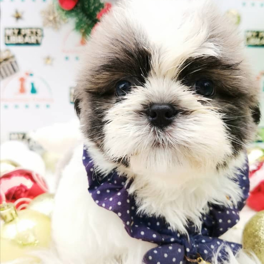 Shih Tzu Puppy (Male) For Sale