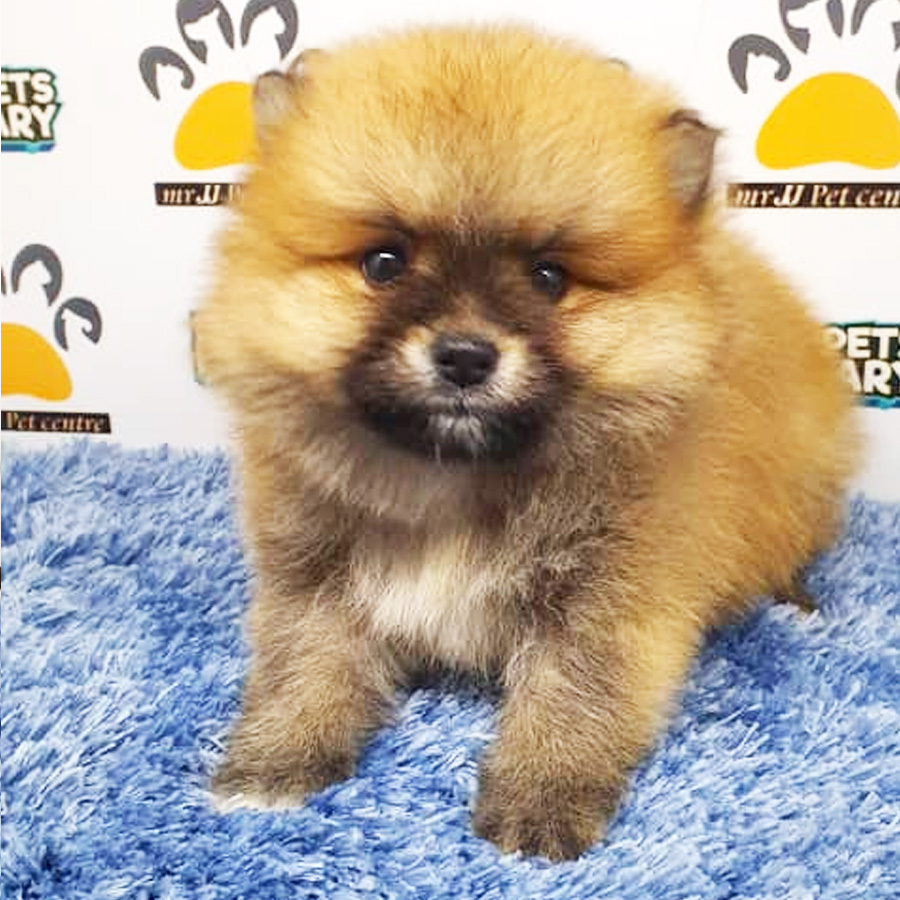 Pomeranian Puppy (Male) For Sale