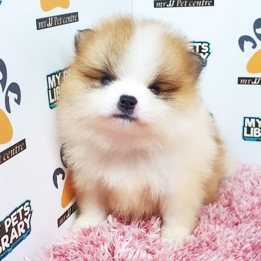 Pomeranian Puppy (Female) For Sale