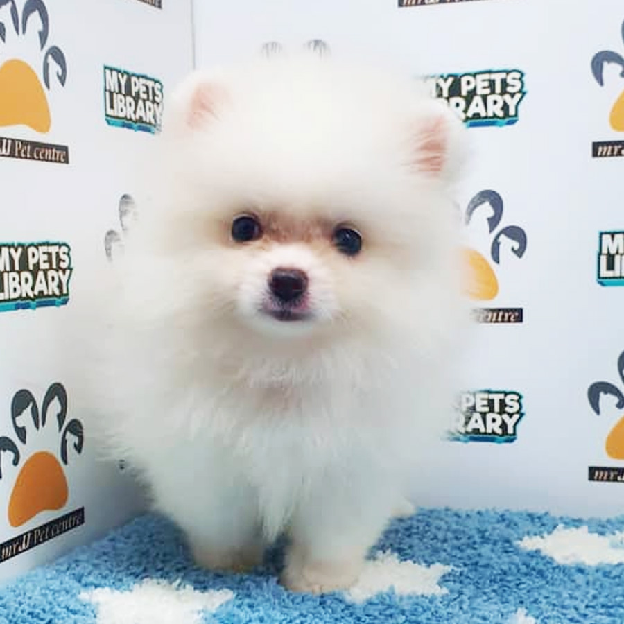 Pomeranian Puppy (Male) For Sale