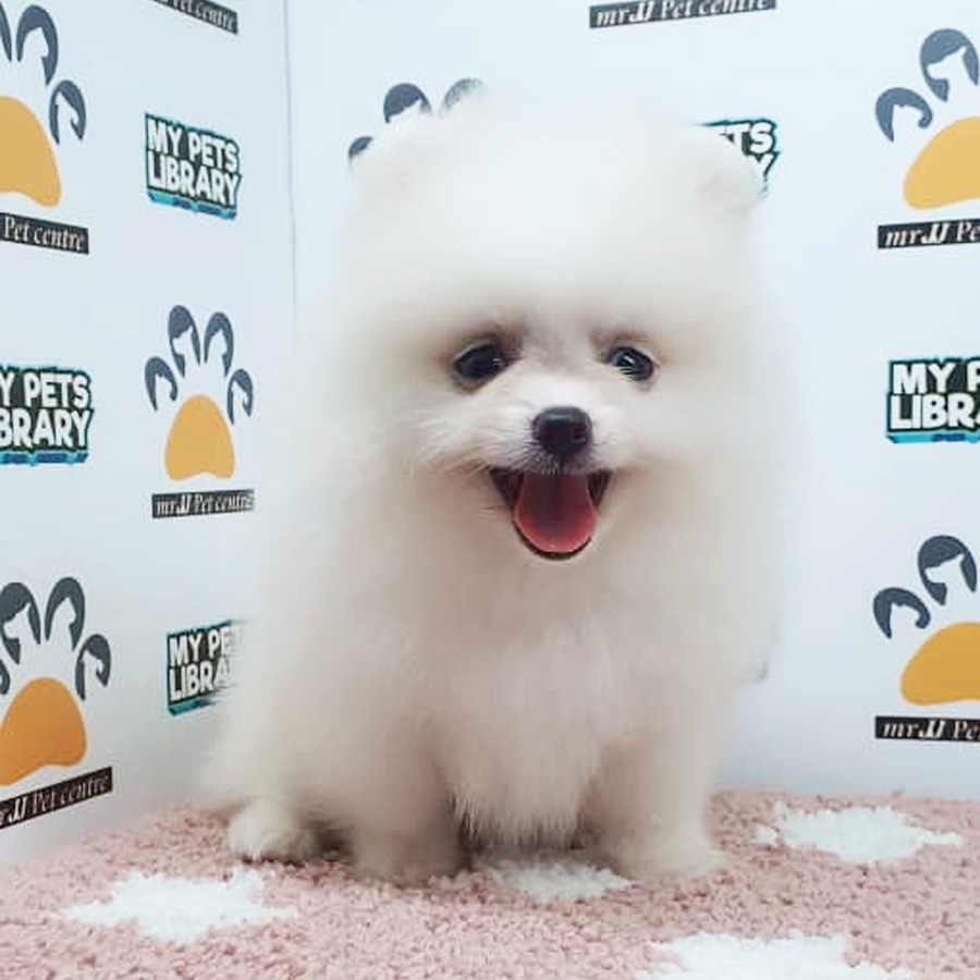 Pomeranian Puppy (Female) For Sale