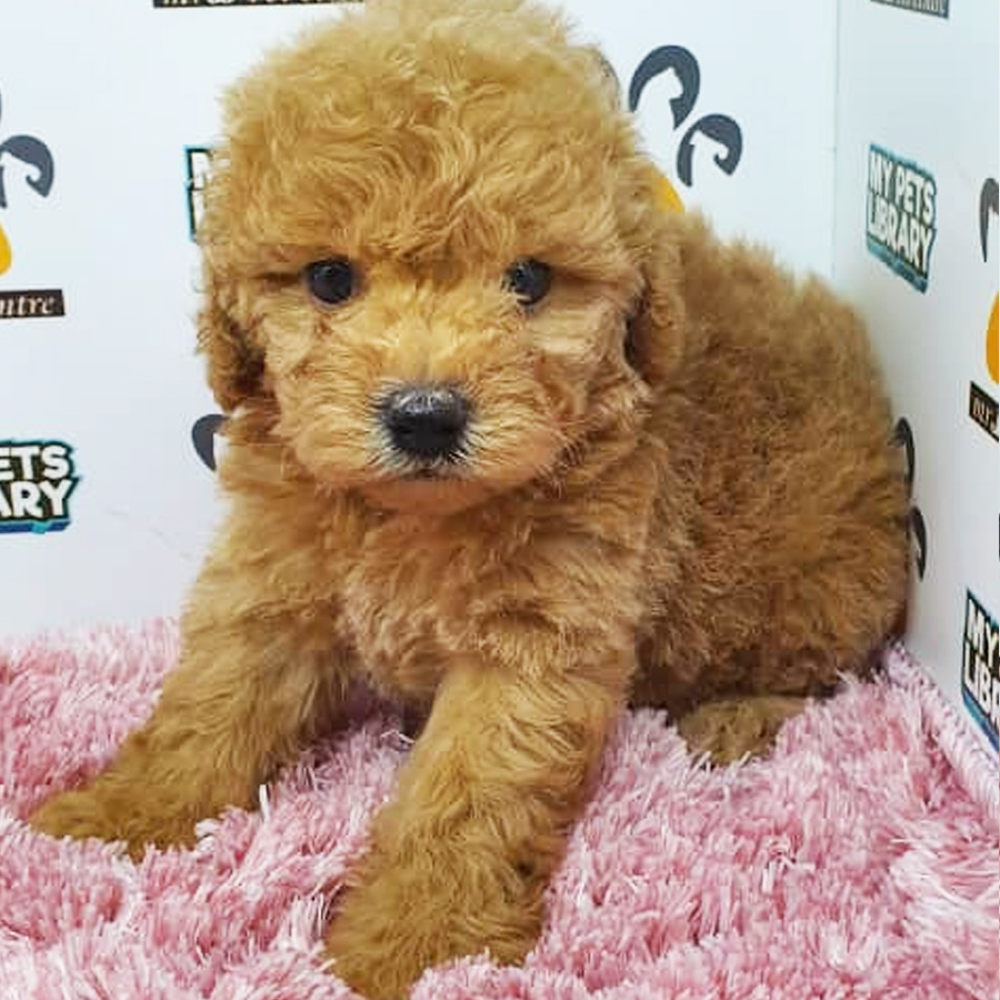 Toy Poodle Puppy (Female) For Sale