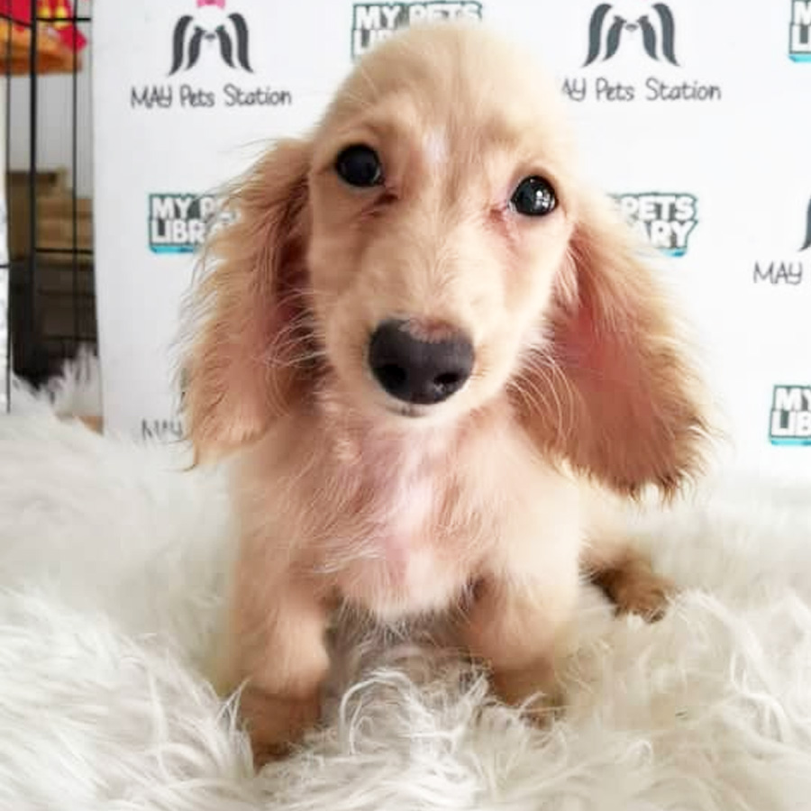 Dachshund ( Long Coat ) Puppy For Sale