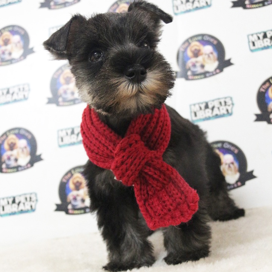 Miniature Schnauzer Puppy (Male) For Sale