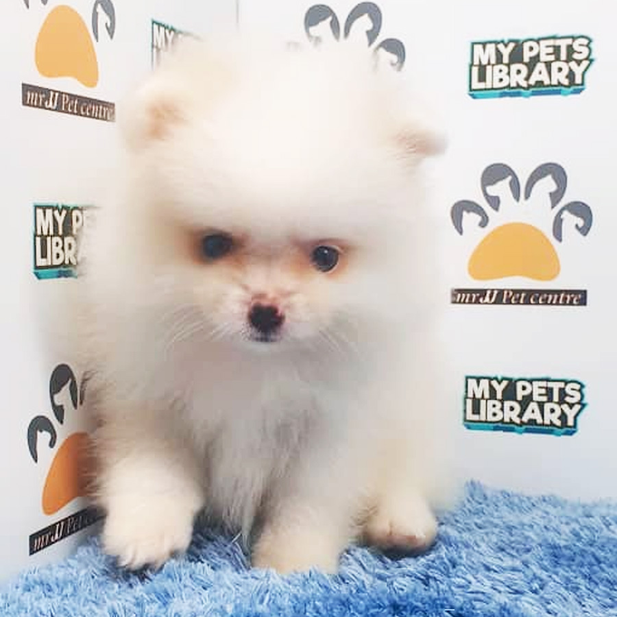 Pomeranian Puppy (Male) For Sale