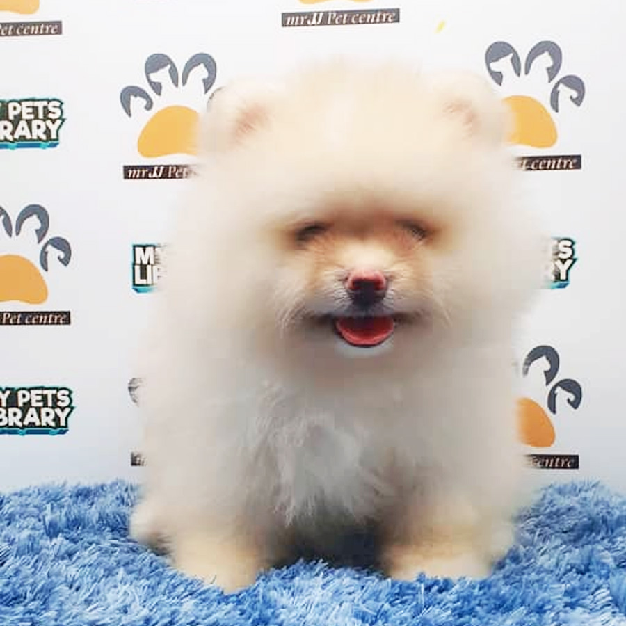 Pomeranian Puppy (Male) For Sale