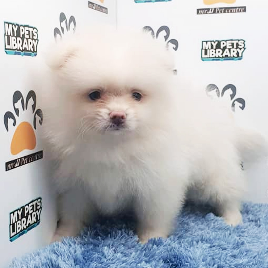 Pomeranian Puppy (Male) For Sale