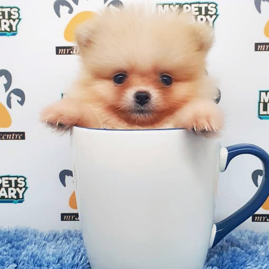 Pomeranian Puppy (Male) For Sale