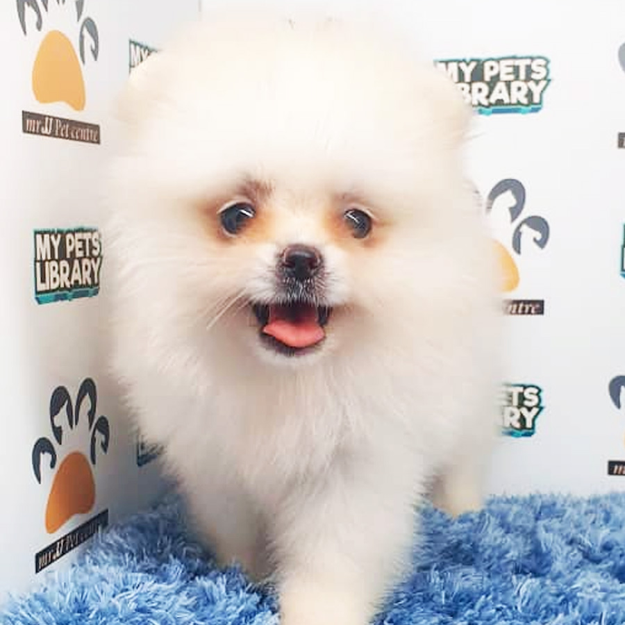 Pomeranian Puppy (Male) For Sale