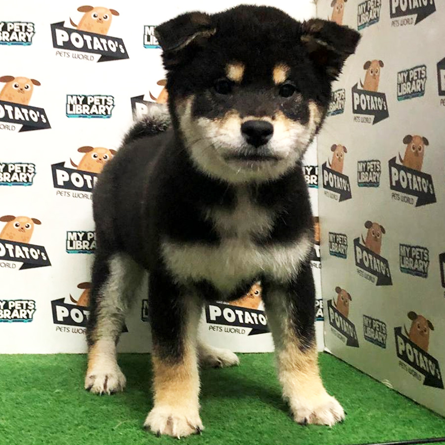 Shiba Inu Puppy For Sale
