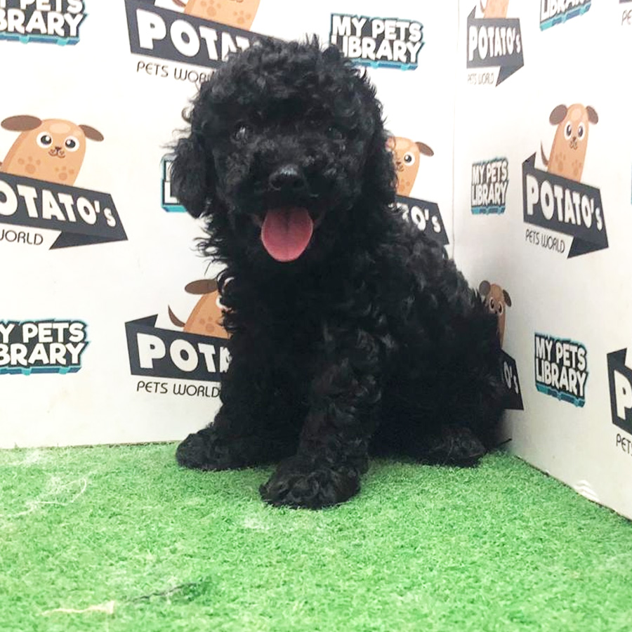 Toy Poodle Puppy (Male) For Sale