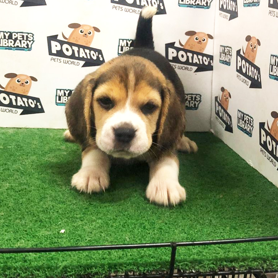 Beagle Puppy (Female) For Sale