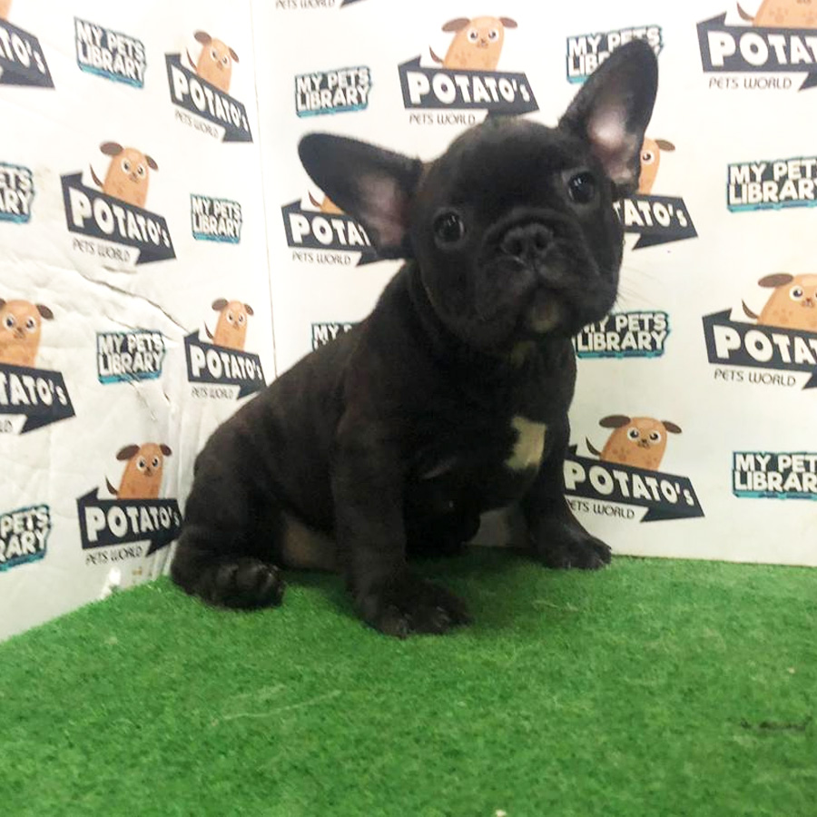 French Bulldog Puppy (Male) For Sale